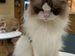 -滚猫咖啡·猫咖·猫友好撸猫(未来城店)