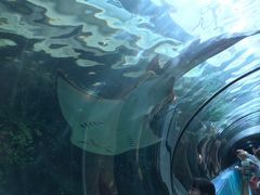 -悉尼海洋生物水族馆