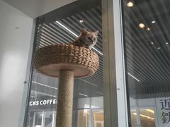 -1013 PET SHOP 宠物商店(近铁城市广场店)