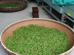 -龙坞茶村