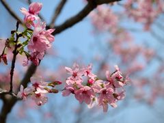 -天适樱花悠乐园