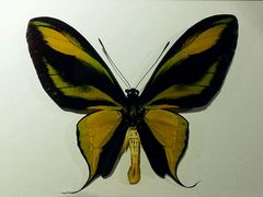 蝴蝶-上海大自然野生昆虫馆