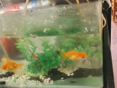 -老五烧烤(石牌岭店)