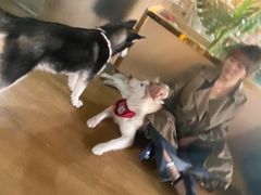 -Husky Go! 哈士奇体验馆·宠物咖啡厅狗咖