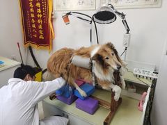 -派美特宠物医院·核磁CT·骨科肿瘤·疑难转诊(沈农禾丰店)
