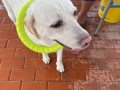 -趣玩宠物乐园寄养训犬训狗游泳池