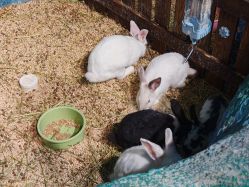 -酷嗒动物文化乐园(cutezoo西溪乐天城店)