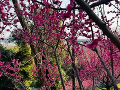 -龟山风景区-龟山电视塔