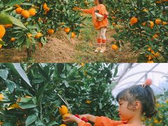 -前小桔亲子创意农场·草莓采摘·露营烧烤