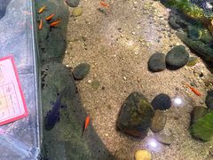 -正佳雨林生态植物园