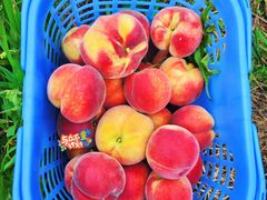 -南汇新场正宗水蜜桃采摘