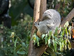 -广州长隆野生动物世界