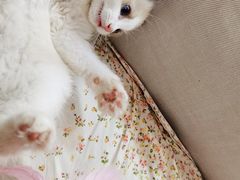 -猫十亿·布偶金渐层·曼基康矮脚猫舍(青年路店)