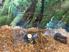 -上海大自然野生昆虫馆(东方明珠·爬宠昆虫探索中心)