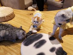-啵啵喵·猫咖(攀华国际店)
