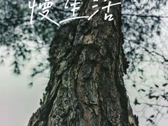-南山植物园