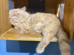 -more than meow吴止猫主题餐厅(承德 中船汇店)