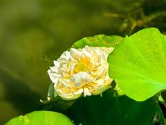 -朝阳公园