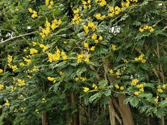 -中国科学院西双版纳热带植物园