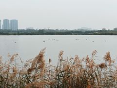 -渭河城市绿地运动公园