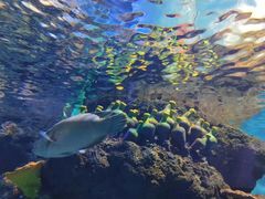 -华夏文旅海洋公园