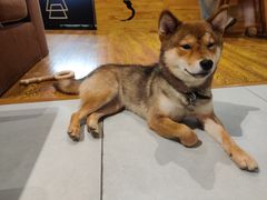 -柴务处·柴犬主题狗咖