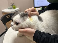 -瑞鹏宠物医院·骨科·猫科·内科(第一中心)