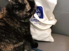 -喵园·猫主题咖啡厅·撸猫·猫咖(国贸店)