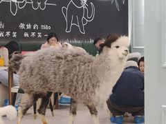 -安格丽娜·狗咖·猫咖羊驼咖(春熙路百盛商场店)