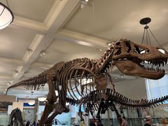 -美国自然历史博物馆