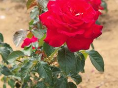 -羊亭河湿地公园