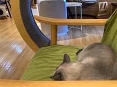 -滚猫咖啡·猫咖·猫友好撸猫(未来城店)