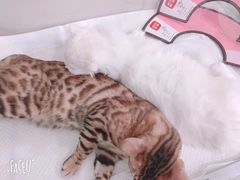 -申普宠物医院·眼科·心内科·影像科(普陀分院)