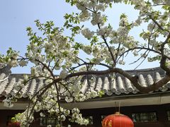 -海棠花溪(元大都城垣遗址公园)