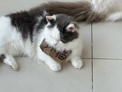 -怪兽屋·羊驼·猫咖·狗咖(俊华广场店)