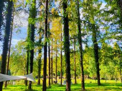 -黄海国家森林公园