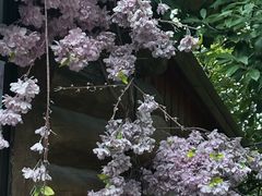 -昆山城市生态森林公园