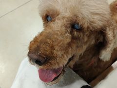 -宠福鑫康馨动物医院·骨科·眼科