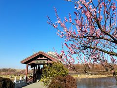 -上海海湾国家森林公园