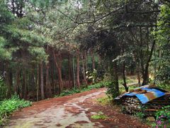 -铁山坪森林公园