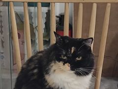 -楼上猫咖(罗湖店)