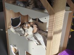 -Cappucimeow猫咪咖啡馆(韦伯时代店)
