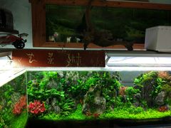-秦美花卉(天朗·莱茵小城2期店)