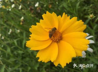 最近的花也开得好，河坡上长长一条粉色花带