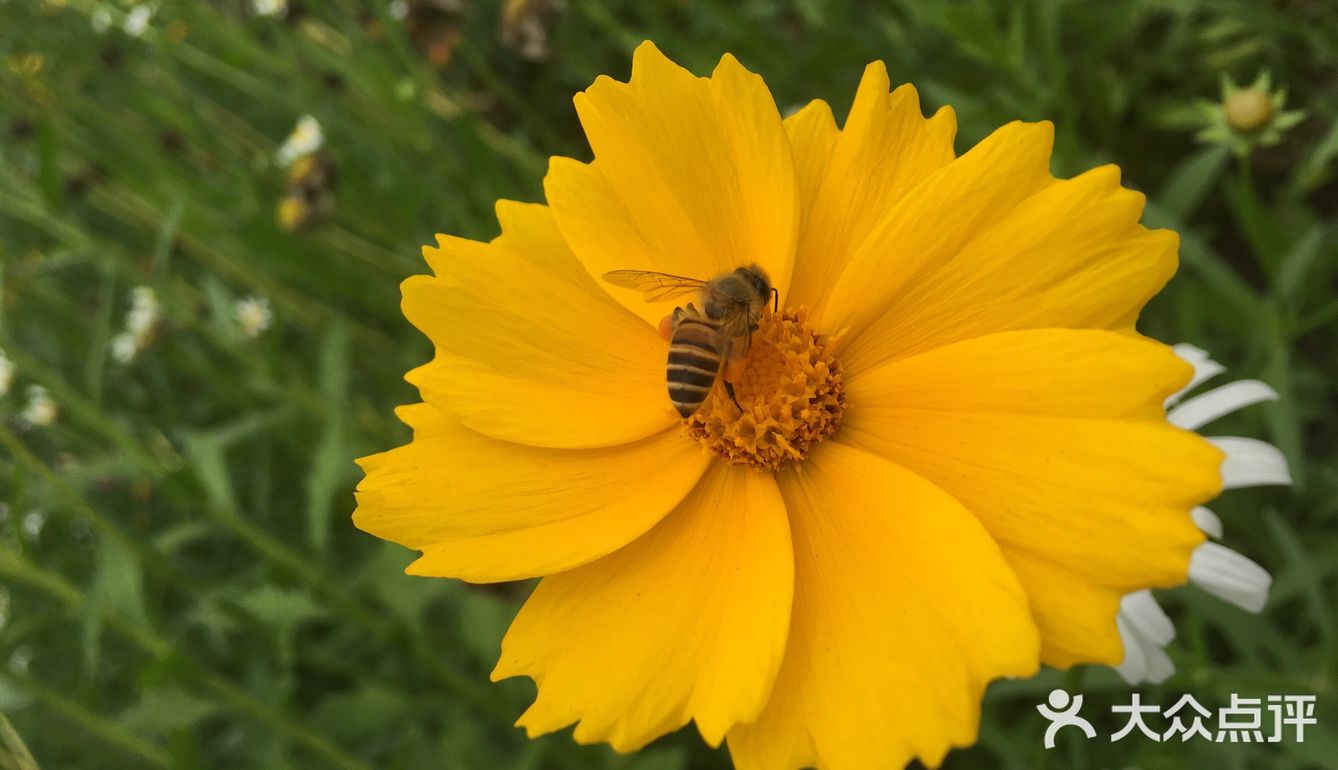 最近的花也开得好，河坡上长长一条粉色花带