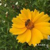 最近的花也开得好，河坡上长长一条粉色花带