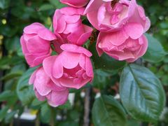 -上海市控江中学