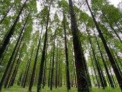 -黄海国家森林公园