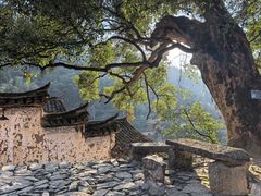 -杨家堂村