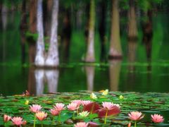 -白鹭湾湿地公园